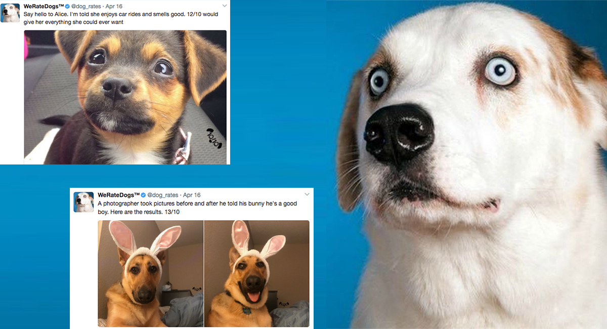 A juxtaposition of several images taken from the WeRateDogs Twitter account